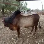 بقر للبيع مع الفحل