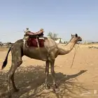 ركبي جذع للبيع.