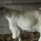 تيس سمين وزين