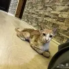قط بلدي انقاذ