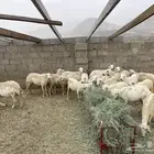 بيع حلال ضان