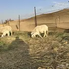 غنم مواليد حريه
