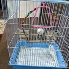 طيور بادجي بصحه جيده