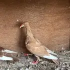 جوز دنش ابو لحية