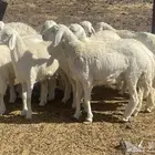 رخال حريات طيبه