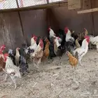 دجاج فيومي و عربي