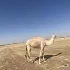 بمره بكر ذلول