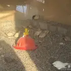 سمان البيع كامل العدد بي 250