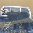 خروف سمين و طيب