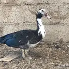 ذكور بط شهرمان او مسكوفي