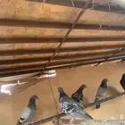 حمام بلدي للبيع السعر 50