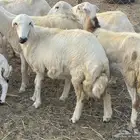 غنم رفيديات ولد ودفع صغار سن تبارك الرحمن تم البيع