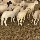 غنم رفيديات خلفات