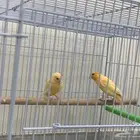 جوز كناري منتج