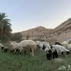 شياة نعيم متابيع معها الفحل منتجه وشرط