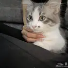 قط ذكر شيرازي