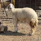 رخل جذعه صنف