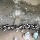 دجاج العمر شهر واسبوع