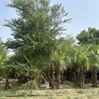 نخل واشنطونيا من مقاس ( 1 متر الى 8 متر ) جازان الظبيه
