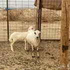 نعجه رفيده خلفه