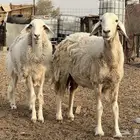نعجه وبنتها دفيع