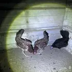 دجاج بلدي حضان مشروط