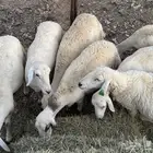ضان دفيع