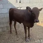 اثنين حسلان