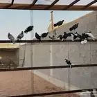 مجموعات حمام
