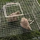 سمن فري بلدي لا البيع كبار وسمان وا الي بيها انتاج ذكر ونثئ