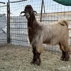 تيس اصفر اصمع طيب جدا
