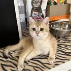 Gold Kittens