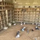 للبيع فراخه حمام فرنسي وزاجل وبلدي