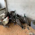 طاوس هندي للبيع