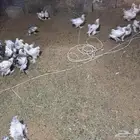 للبيع دجاج براهما على العدد من فوق 35 حبه على العدد