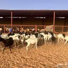 غنم برابر