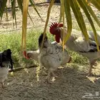 أطباق بيض تفقيس (تركي-كلومبي-فرنسي)