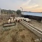 خرفان