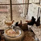 دجاج بلدي بياض وحضان