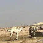 قعدان