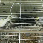 طيور للبيع