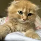 قط مهجن