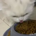 بيع قطتين مع اغراضها 500