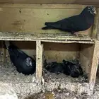 حمام قطايف