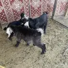 شبك غنم