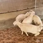 خرفان حريات 4