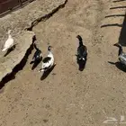 دجاج وبط