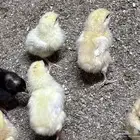 صوص بلدي
