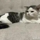 قطط تبني