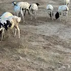 برابر ورفيديات مرابي